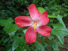 Attēlu rezultāti vaicājumam “Malvaceae”