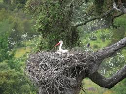 Attēlu rezultāti vaicājumam “Ciconia ciconia nest”