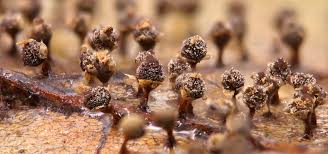 Attēlu rezultāti vaicājumam “Craterium minutum stalked”