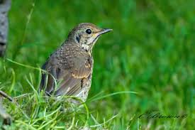 Attēlu rezultāti vaicājumam “Turdus philomelos juvenile”