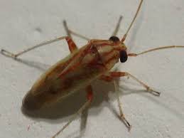 Attēlu rezultāti vaicājumam “Miridae”