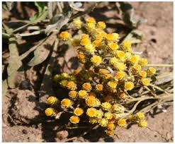 Attēlu rezultāti vaicājumam “Helichrysum arenarium flower”