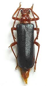 Attēlu rezultāti vaicājumam “Rhamnusium bicolor”