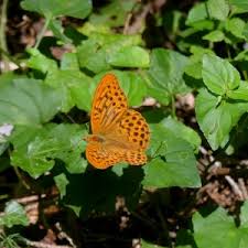 Attēlu rezultāti vaicājumam “Argynnis laodice male”