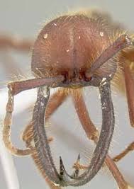 Attēlu rezultāti vaicājumam “Enteridium corticatum”