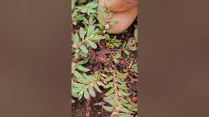 Attēlu rezultāti vaicājumam “Polygonum arenastrum leaf”