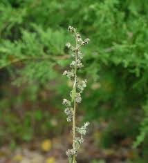Attēlu rezultāti vaicājumam “Chenopodium album flower”