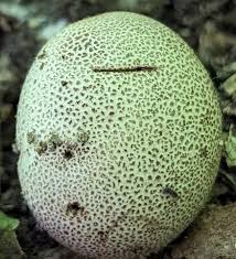 Attēlu rezultāti vaicājumam “Sclerophora pallida”