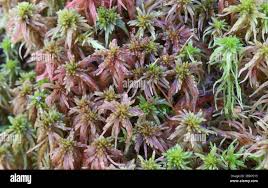 Attēlu rezultāti vaicājumam “Sphagnum warnstorfii”