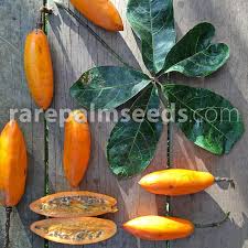 Attēlu rezultāti vaicājumam “Carex digitata fruit”