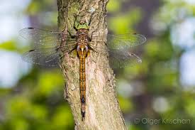 Attēlu rezultāti vaicājumam “Aeshna isoceles”