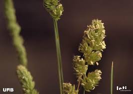 Attēlu rezultāti vaicājumam “Gramineae”