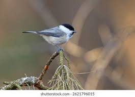 Attēlu rezultāti vaicājumam “Poecile montanus adult”