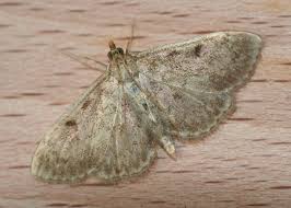 Attēlu rezultāti vaicājumam “Anania stachydalis”