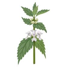 Attēlu rezultāti vaicājumam “Lamium album leaf”