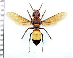 Attēlu rezultāti vaicājumam “Vespidae”