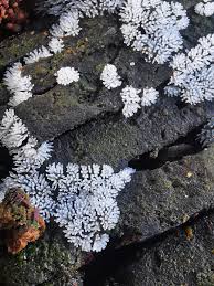 Attēlu rezultāti vaicājumam “Ceratiomyxa fruticulosa plasmodium”