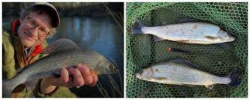 Image result for Cobham Court Angling Club