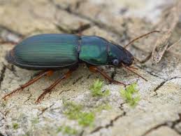 Attēlu rezultāti vaicājumam “Thecabius affinis”