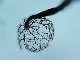 Attēlu rezultāti vaicājumam “Cribraria splendens spores”