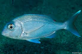 Image result for Pagrus pagrus