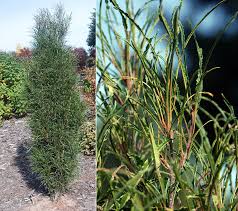 Attēlu rezultāti vaicājumam “Frangula alnus”