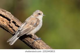 Attēlu rezultāti vaicājumam “Remiz pendulinus adult”