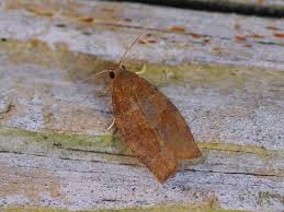 Attēlu rezultāti vaicājumam “Pandemis heparana”