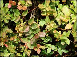 Attēlu rezultāti vaicājumam “Vaccinium myrtillus leaf”