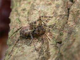 Attēlu rezultāti vaicājumam “Neriene montana”