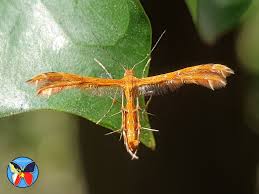 Attēlu rezultāti vaicājumam “Eupithecia venosata”