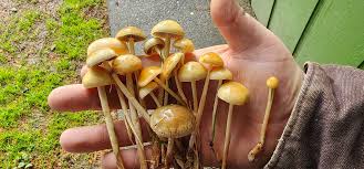 Attēlu rezultāti vaicājumam “Protostropharia alcis”