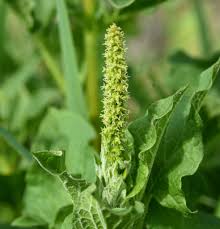 Attēlu rezultāti vaicājumam “Chenopodium bonus-henricus leaf”