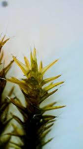 Attēlu rezultāti vaicājumam “Racomitrium heterostichum”