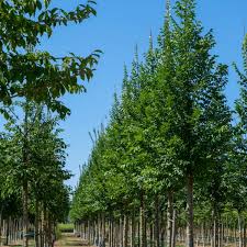 Attēlu rezultāti vaicājumam “Ulmus laevis”