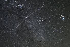Attēlu rezultāti vaicājumam “Cygnus cygnus”