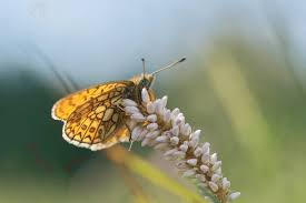 Attēlu rezultāti vaicājumam “Boloria eunomia”