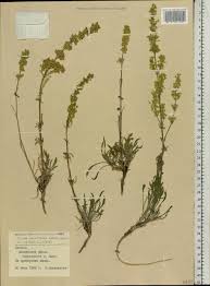 Attēlu rezultāti vaicājumam “Silene borysthenica flower”