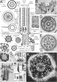 Attēlu rezultāti vaicājumam “Symphytocarpus impexus spores”