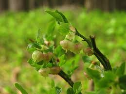 Attēlu rezultāti vaicājumam “Vaccinium myrtillus flower”