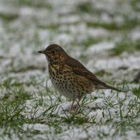 Attēlu rezultāti vaicājumam “Turdus philomelos”