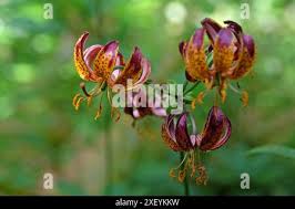 Image result for Lilium martagon `Arabian Night`
