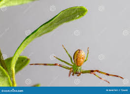 Attēlu rezultāti vaicājumam “Diaea dorsata female”