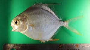 Image result for Trachinotus falcatus