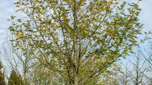 Attēlu rezultāti vaicājumam “Pterocarya fraxinifolia leaf”