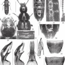 Attēlu rezultāti vaicājumam “Tetratoma fungorum”