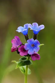 Attēlu rezultāti vaicājumam “Pulmonaria obscura”