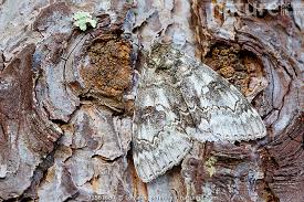 Attēlu rezultāti vaicājumam “Catocala fraxini”