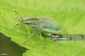 Attēlu rezultāti vaicājumam “Chlorophanus viridis”