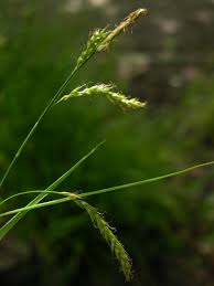 Attēlu rezultāti vaicājumam “Carex sylvatica”